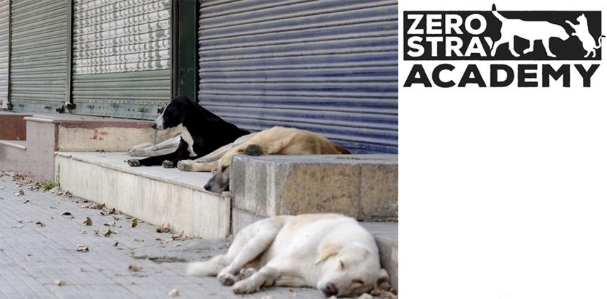 03 - Μια πραγματική περίπτωση μείωσης των αδέσποτων σκύλων: Το παράδειγμα της Αίγινας