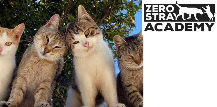 07 - Η σημασία της στείρωσης και του DNA στη μείωση του υπερπληθυσμού των αδέσποτων